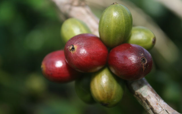 Jenis dan karakteristik kopi robusta