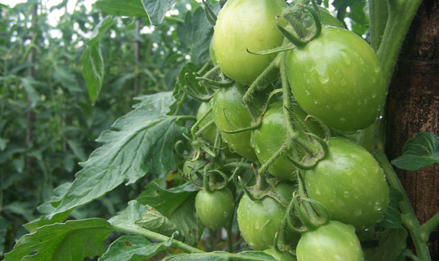 Panduan umum budidaya tomat